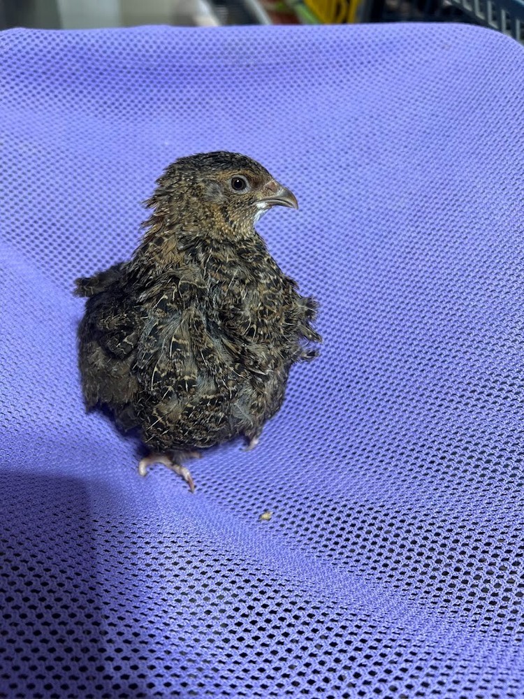 Rosetta 12+ Fertile Hatching Eggs Quail