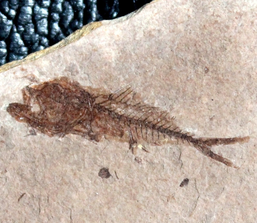 Serranus budensis - Oligocene fossil fish