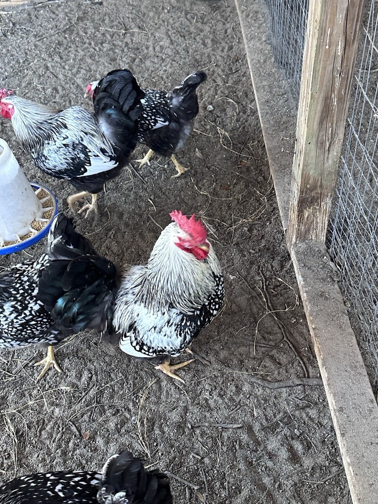 10+ Silver Laced Wyandott Fertile Hatching Eggs