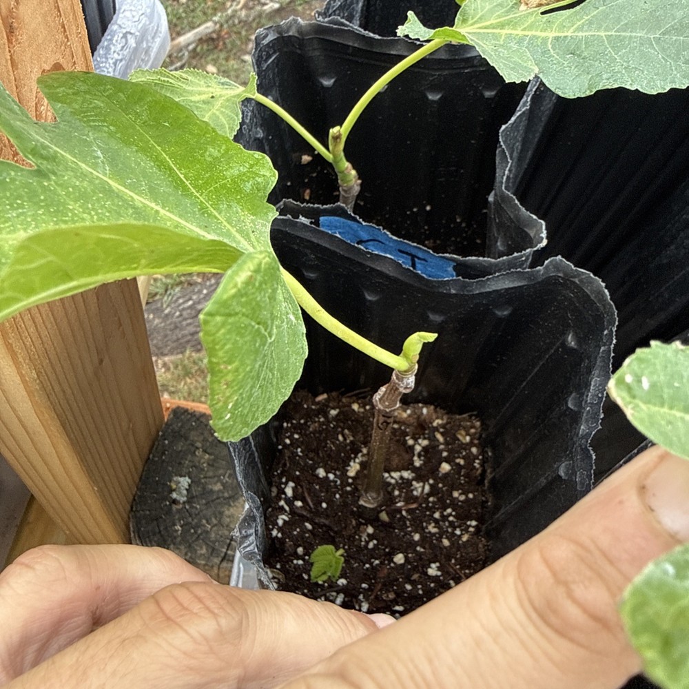Green Ischia Fig Tree young 🌲