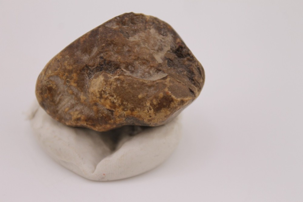 Real Permineralized Reptile Egg Fossil