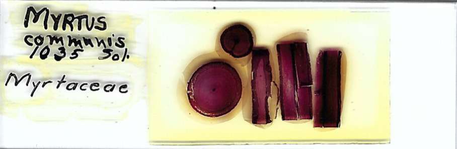 True Myrtle Myrtus communis Microscope Slide