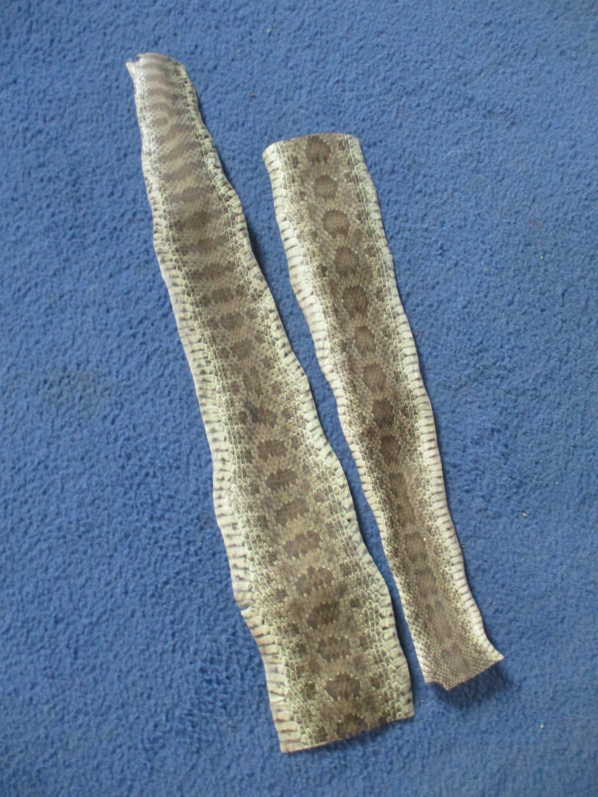 2 rattlesnake skin pieces Snake skin scraps pen blanks small wrap education T20
