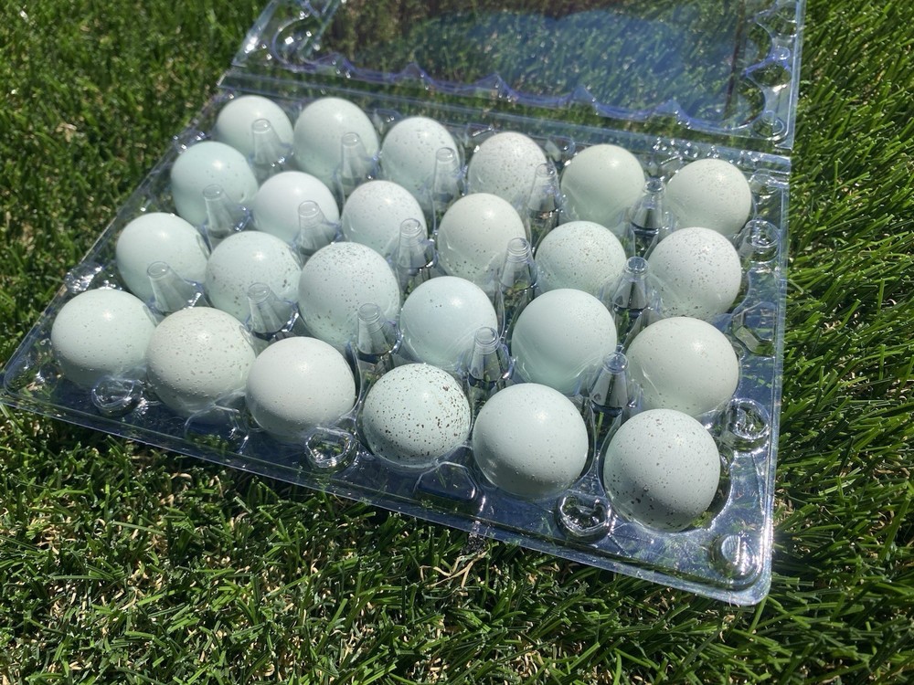 18 Celadon Coturnix Quail Hatching Eggs - Blue Egg Layers
