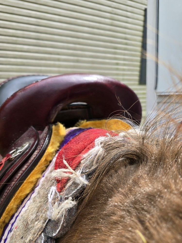 16 Inch Hornless Saddle