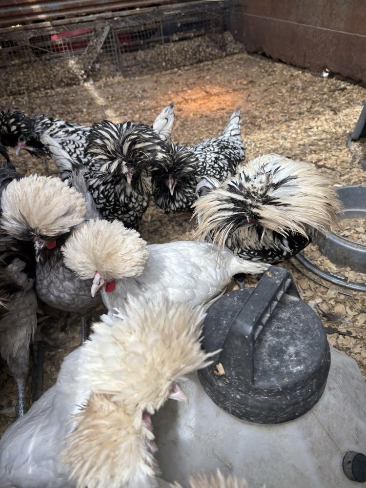 6 variety pack Polish Hatching Eggs (Read Description!!!)