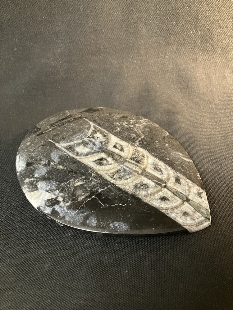 Fossil, Primitive Cuttlefish,Morocco. Polished.