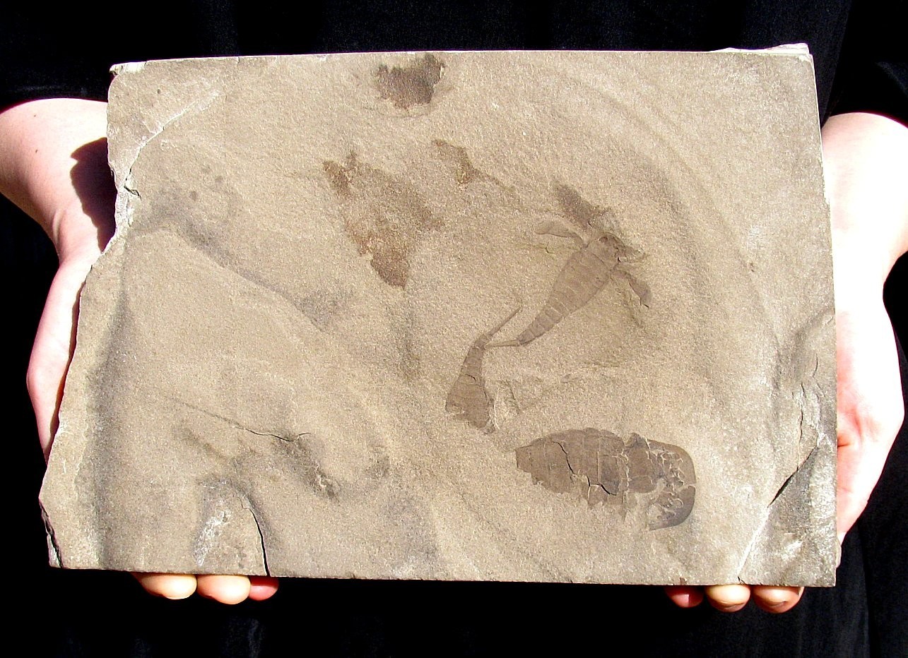 FABULOUS TEXTBOOK EURYPTERUS REMIPES & OTHERS - GREAT MULTIPLE EURYPTERID PLATE!