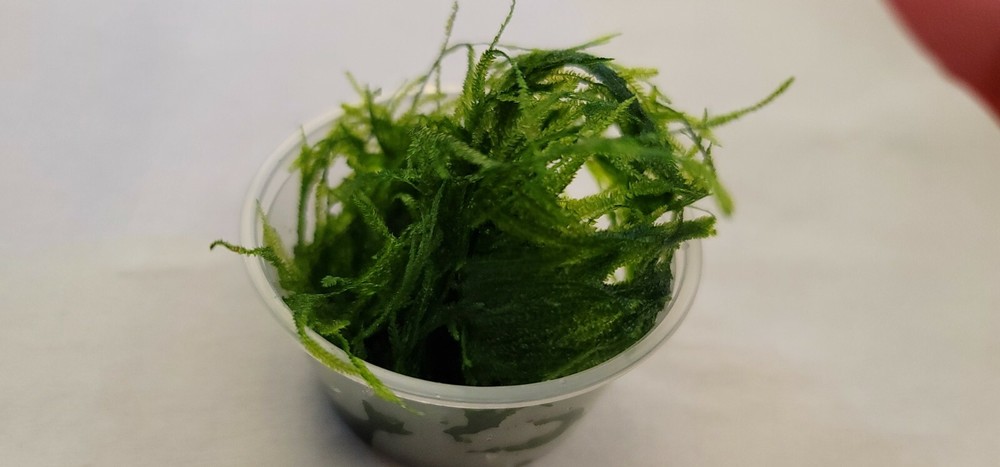 Plant/Moss Pack 1(2oz cup) Subwassertang, 1(2oz cup)Java Moss.
