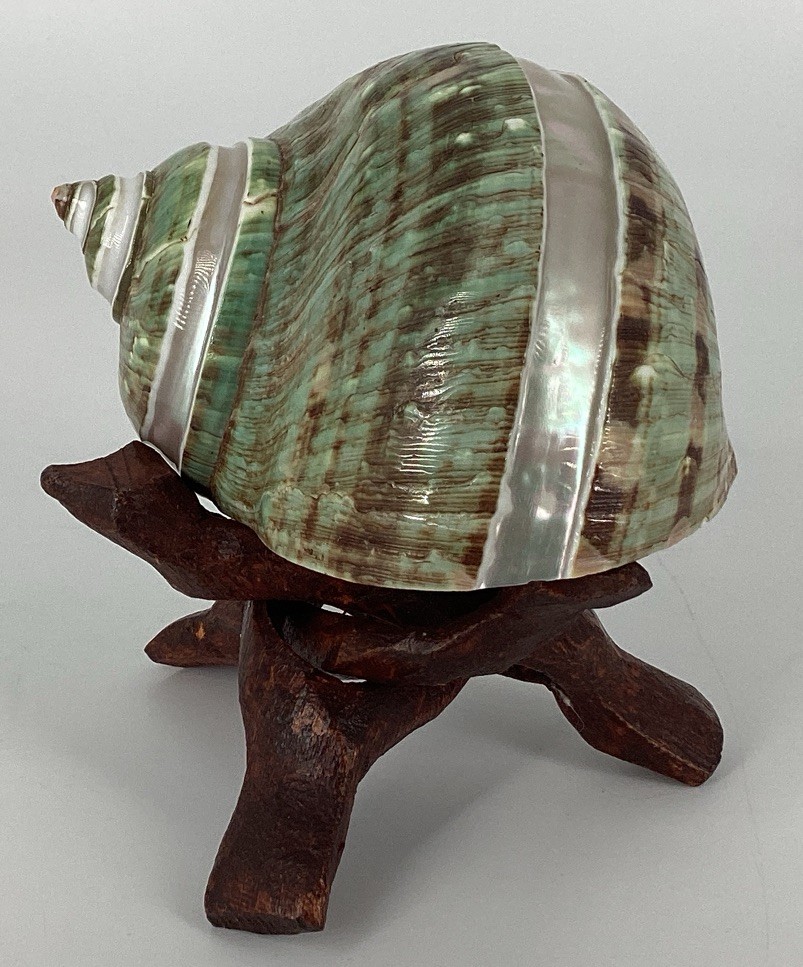 Green Turban Shell From Madagascar