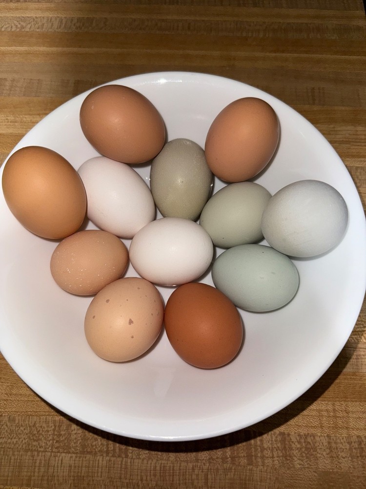 chicken hatching eggs barnyard mix