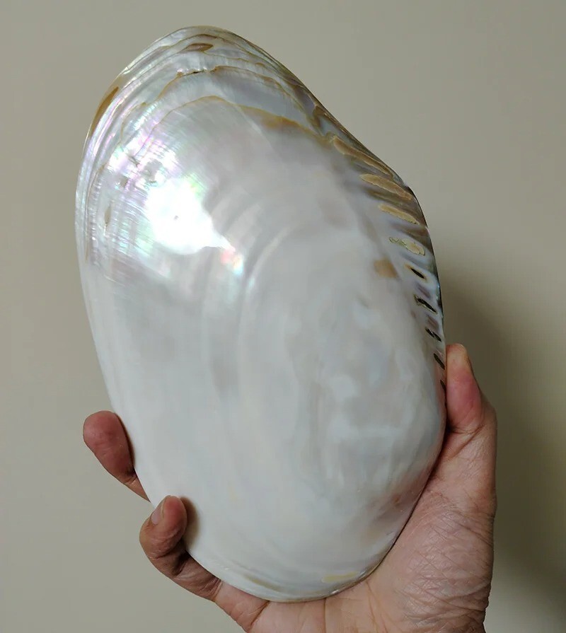 Large Pearlized Mussel Clam Shell Polished Seashell White Mother of Pearl 7-8"