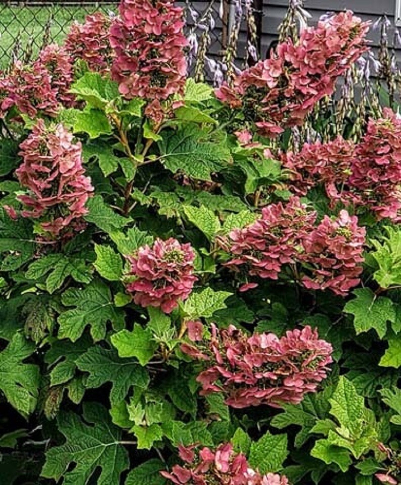 HYDRANGEA  'RUBY SLIPPERS'- OAKLEAF HYDRANGEA -PLANT - APPROX  6-10 INCH