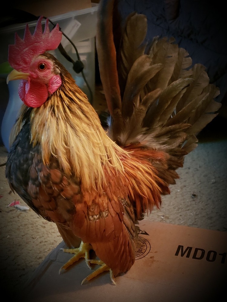 4+2 Extra🐣 💯 PURE Serama Hatching Eggs ❣ **assortment (Hen's Choice)***￼