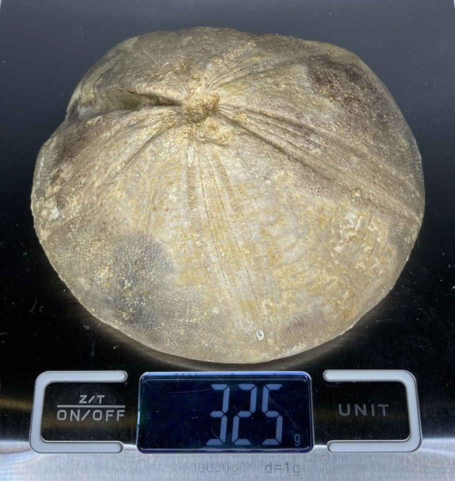 Fossil Specimen, Echinoid, Clypeus Ploti, 101mm