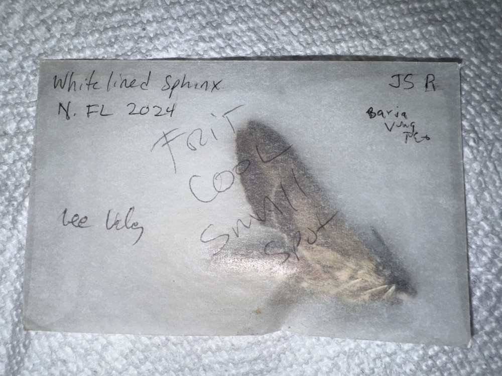 JSR White Lined Sphinx Moth - Hyles lineata FL