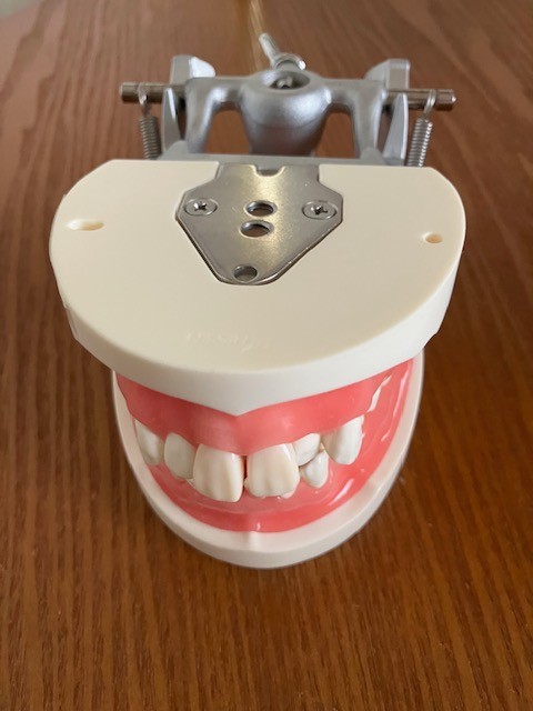 US Dental Typodont Teeth Model