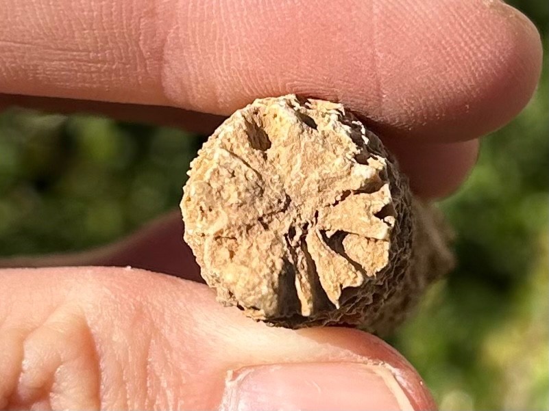 Oklahoma Fossil Coral Striatopora Pennsylvanian Age Gene Autry Shale