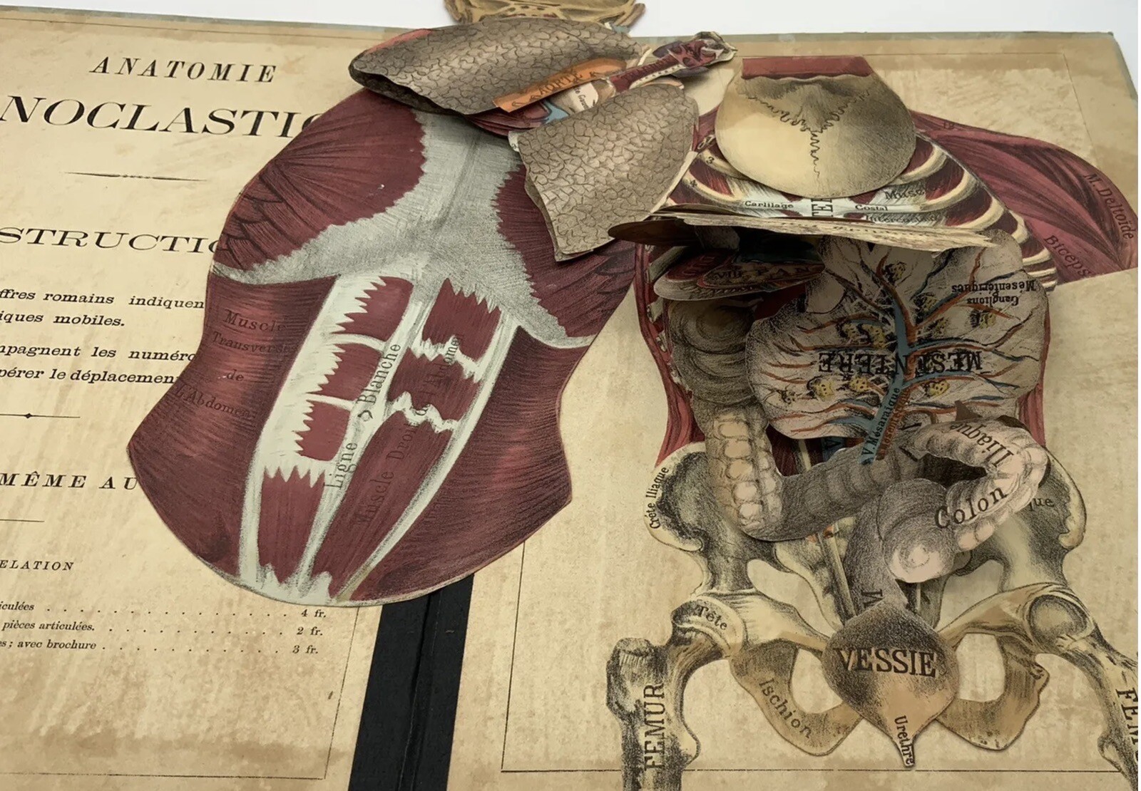 French Medical Human Anatomy Diagram Pop-up Book c 1875, G.J. Witkoski, Rare