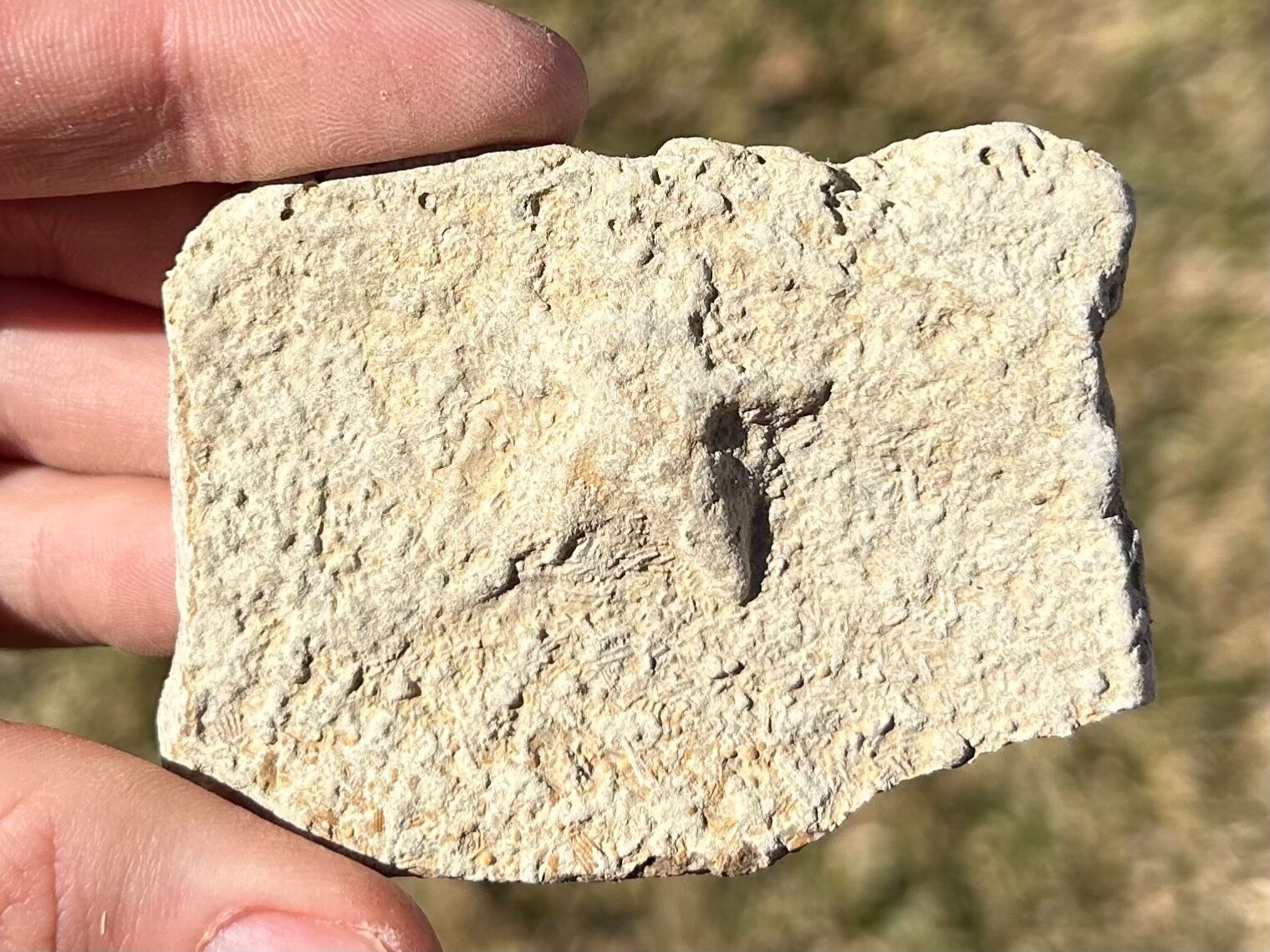 Alabama Fossil Starfish Cast Mississippian Age Bangor Limestone Formation