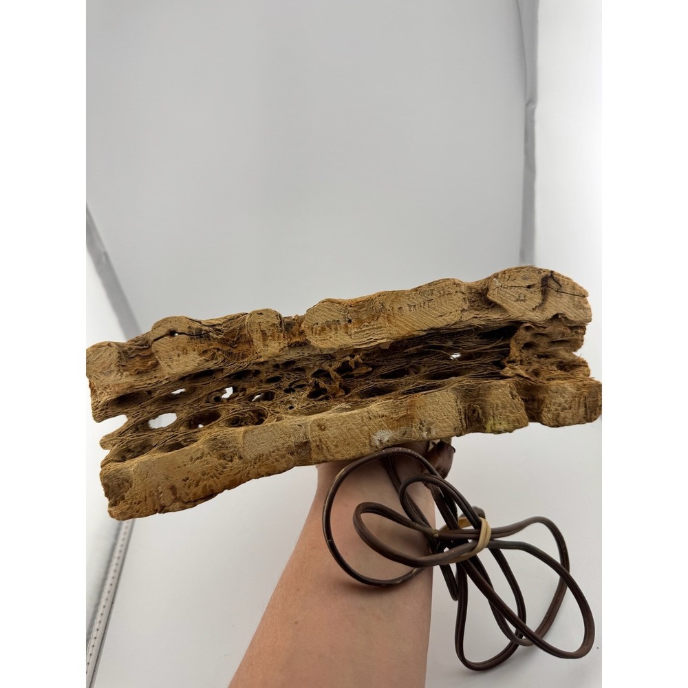Cholla Cactus Lamp Rustic Desert Decor Table Lamp Unique Accent Lighting