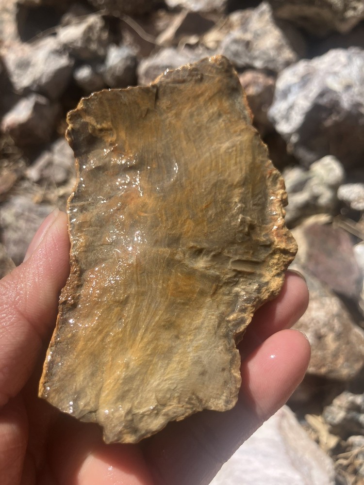 Petrified Wood Slab