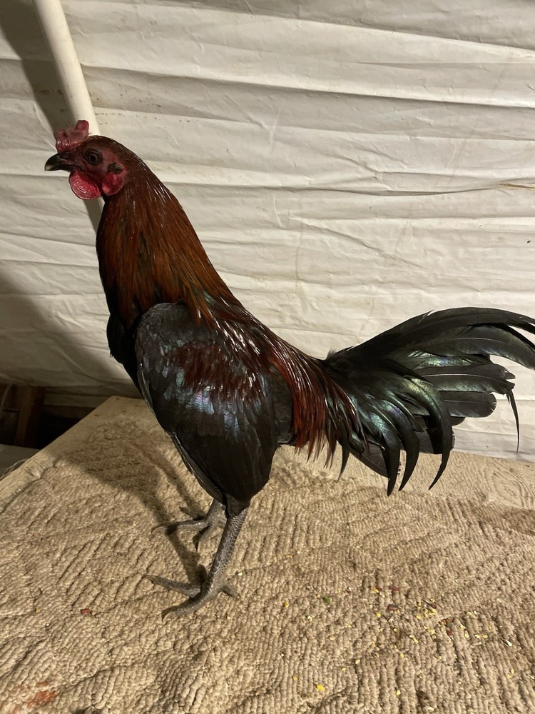12+ Chicken Hatching Eggs