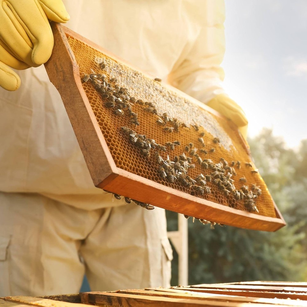 10 Assembled Beehive Frames, Coated Beeswax Foundations for Beekeeping