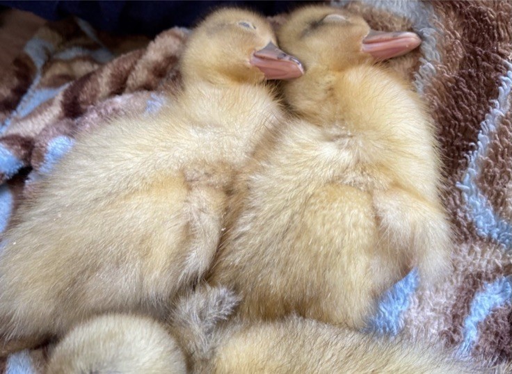 Snowy Call Duck Hatching Eggs- Qty 6 Pet Quality Fertile Call Duck Eggs