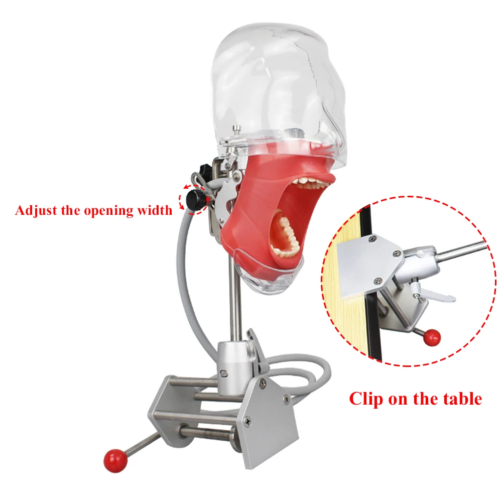 Dental Phantom Head Model Manikin Simulator Training Model 28pcs Removable Teeth