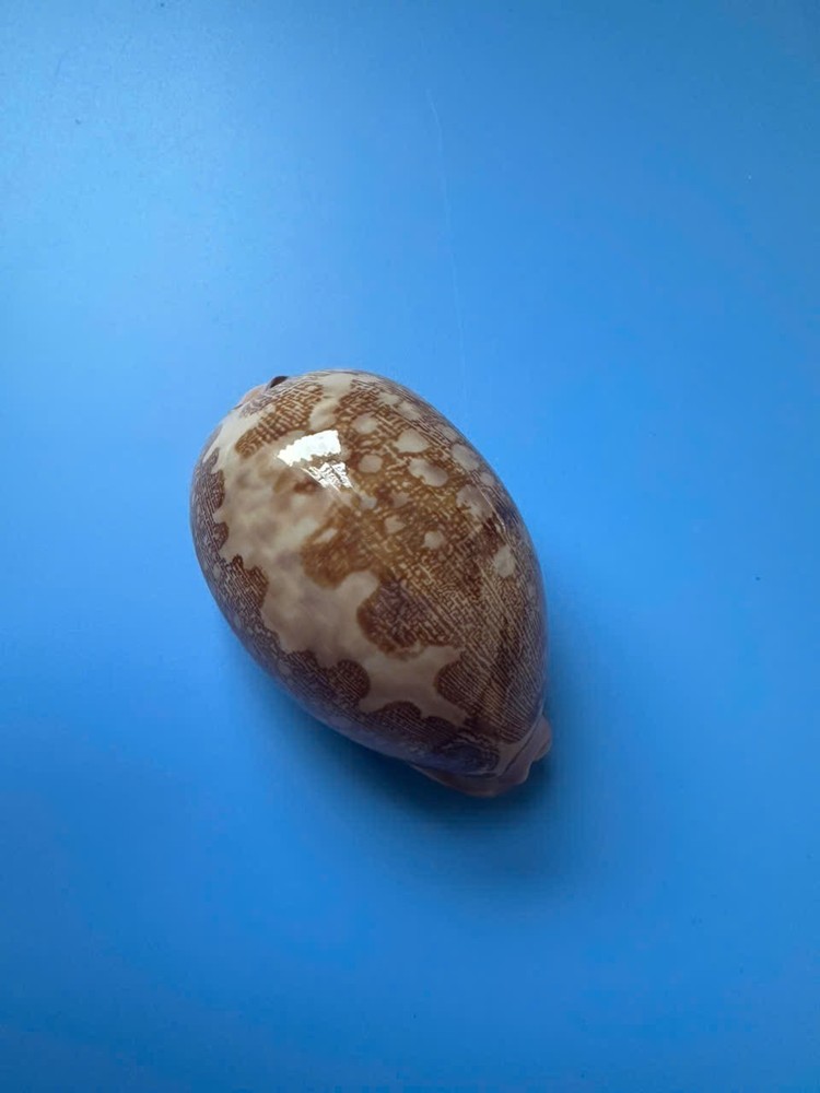 75.6mm | Cypraea Mappa |F+++ GEM | Nice pattern