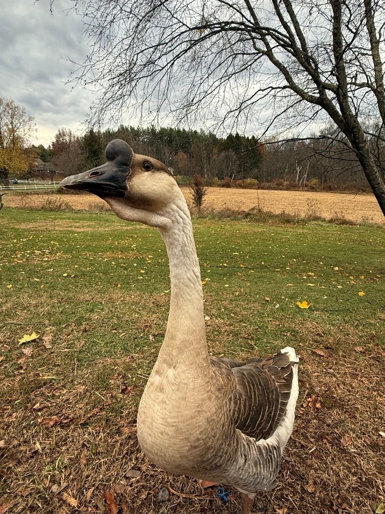 4+ Brown Chinese Geese Hatching Eggs- Fresh- Free Range