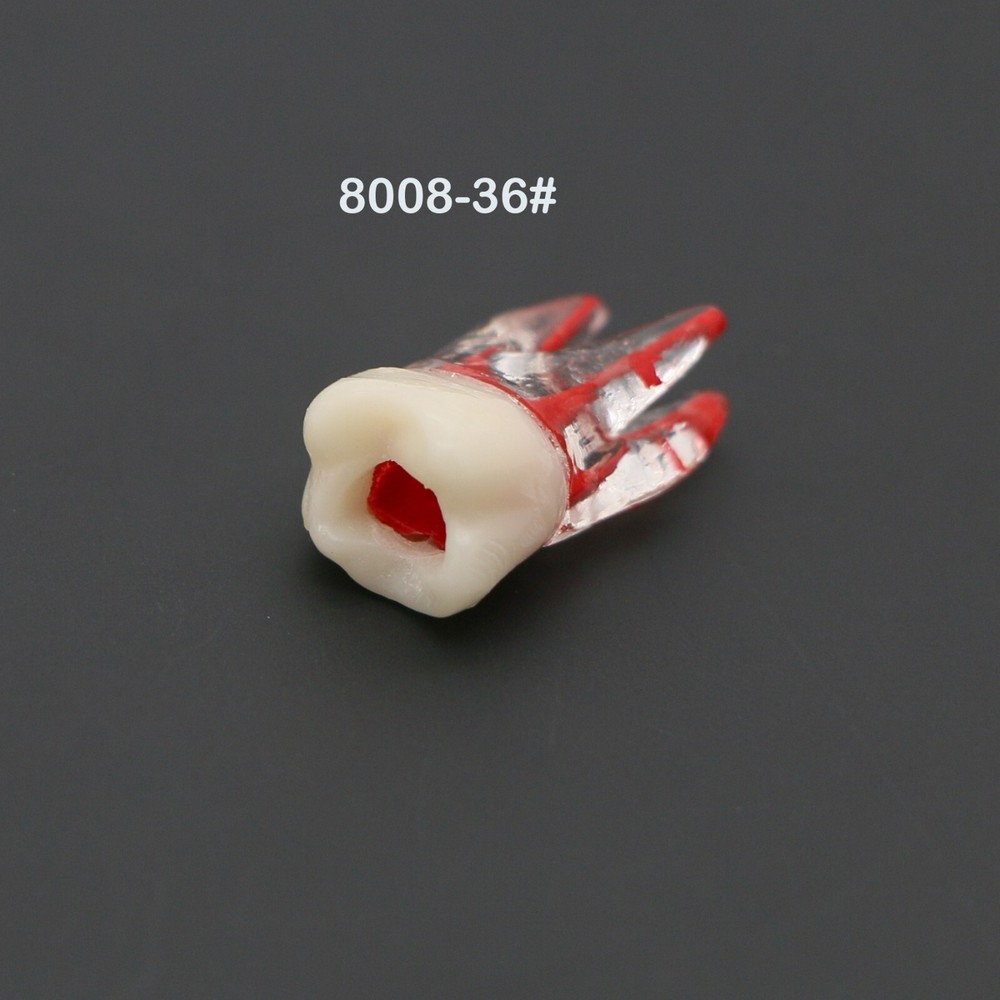Dental Teeth Root Canal RCT Block Pulp Cavity Practice Model for Endo File Study