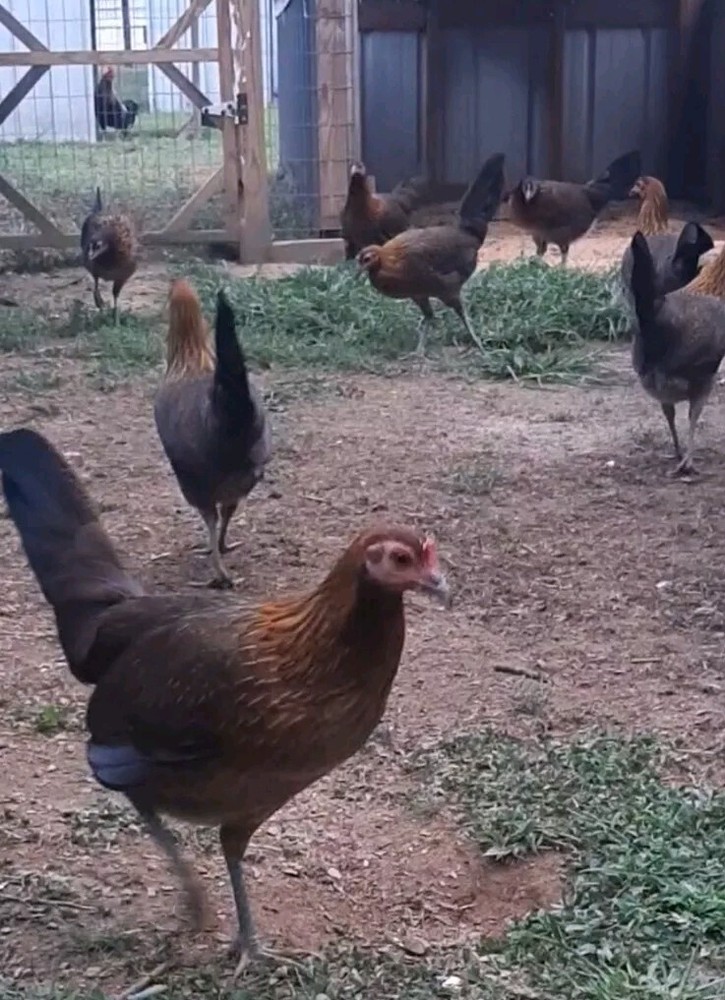 12 Chicken Hatching Eggs.