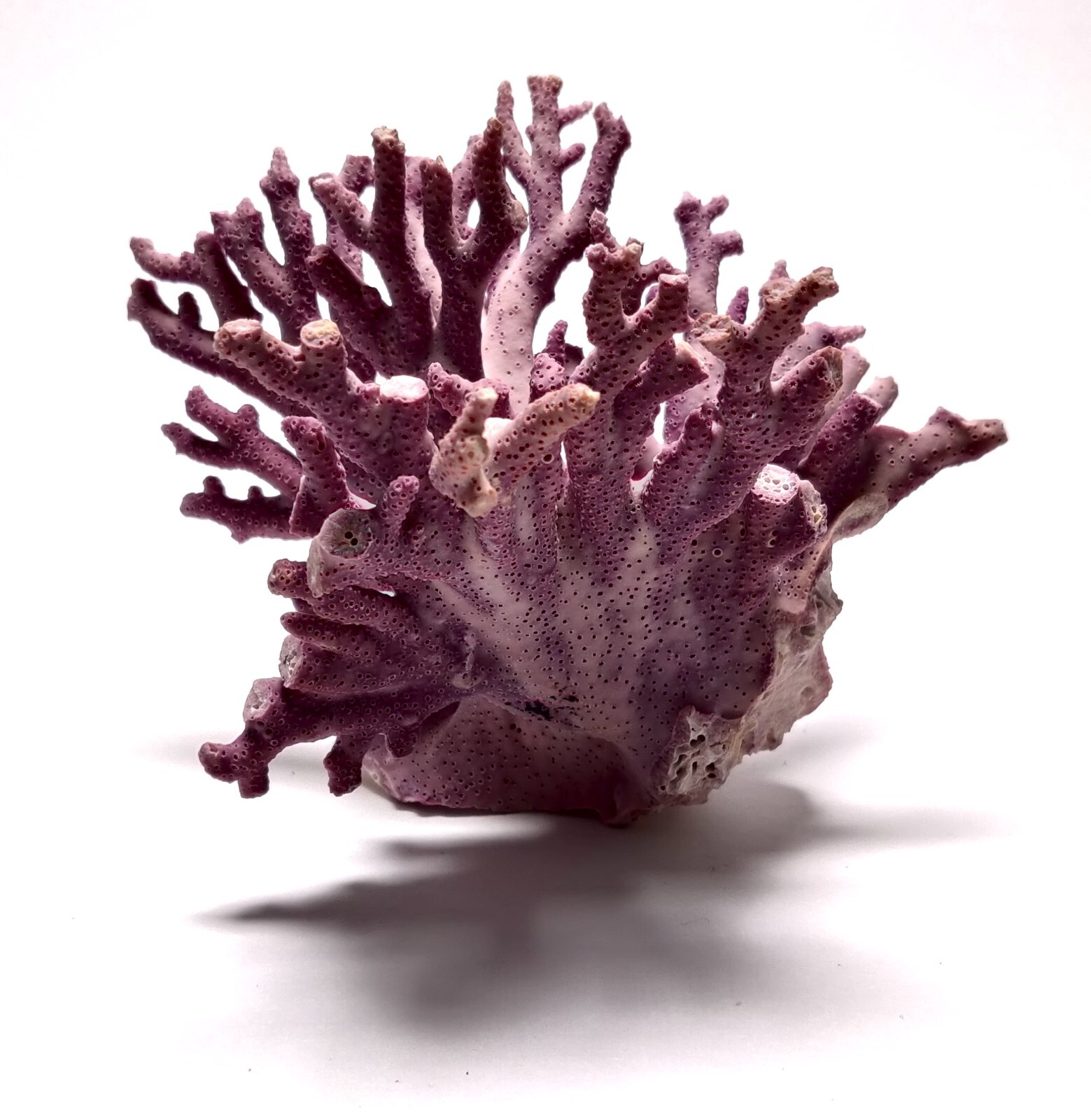 Rare Purple / Lavender Hydrocoral Coral from California Home Decoration
