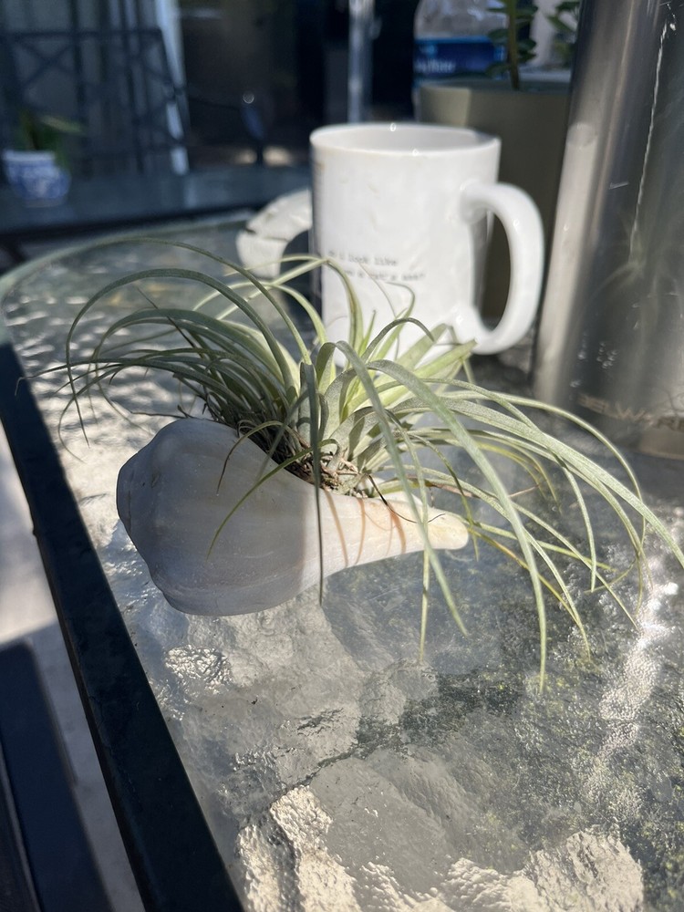 Conch Air Plant & Planter