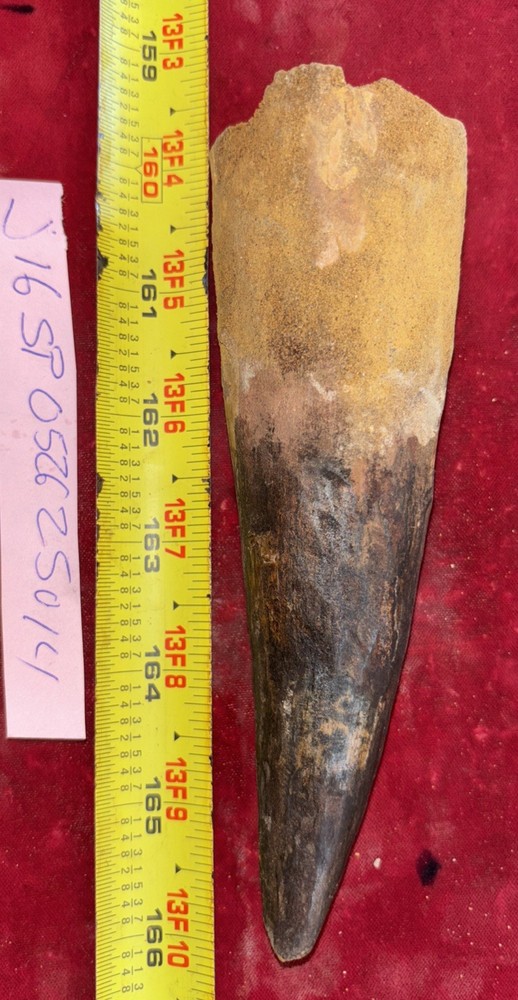 Authentic 6” Spinosaurus Tooth Fossil