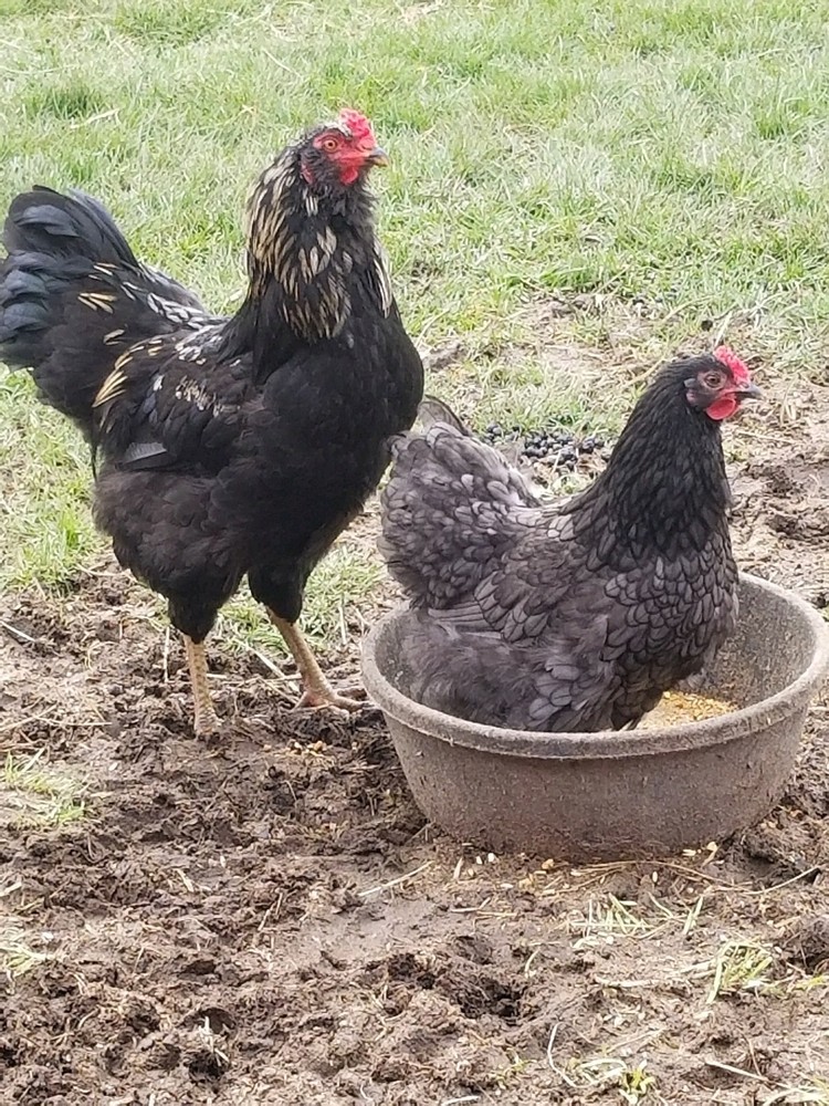 6 FIBRO EASTER / OLIVE EGGER -Fresh & Fertile Chicken Hatching Eggs