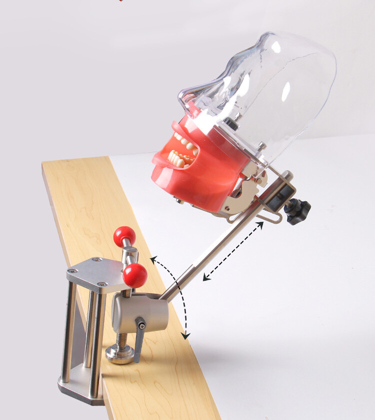 Dental Training Simulators Phantom Head Model with Typodont & Replacement Teeth