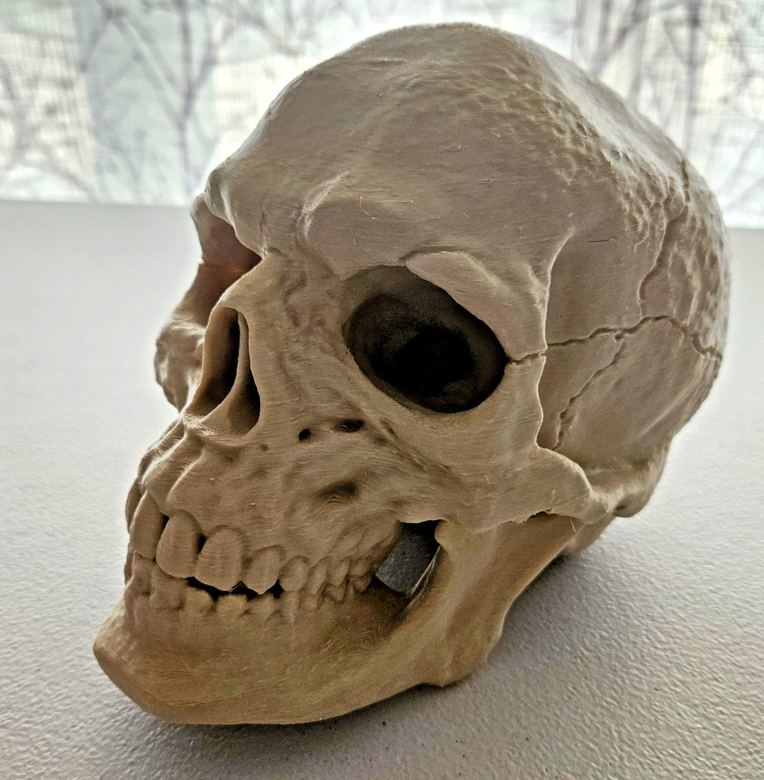 Large 3D Printed Human Skull 8 inch • Bone Color • Realistic Artistic Model