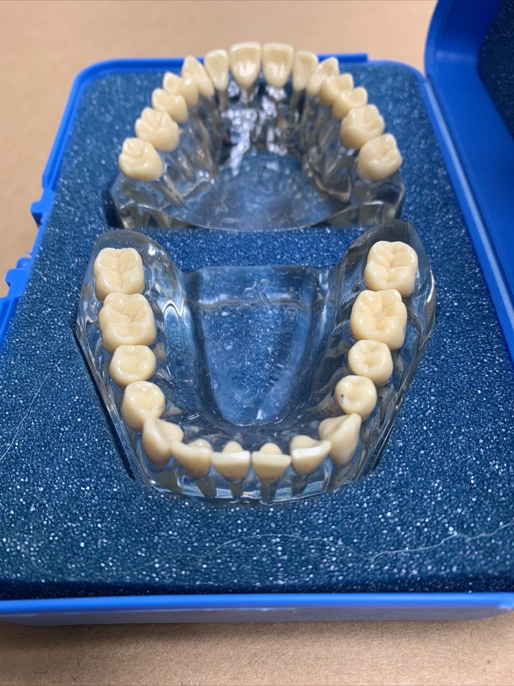 Viade Clear Translucent Anatomical Model (#2072)