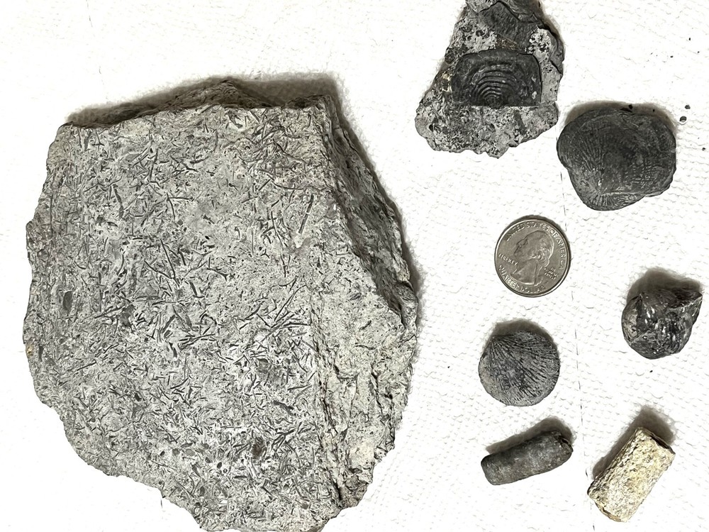 Devonian: Tentaculite, Shells, Crinoid near Howe's Cavern New York see below