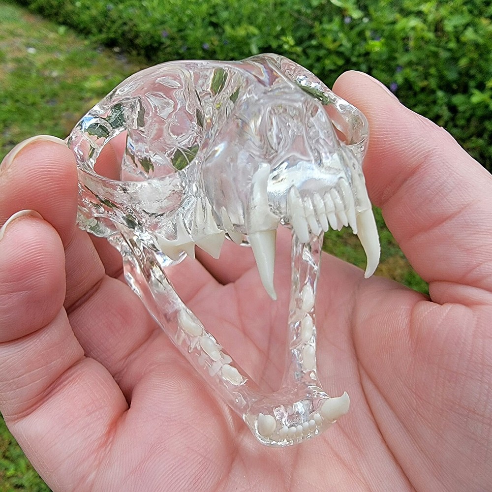 Clear Cat Skull, Anatomical Cat Skull Model, Oddities decor