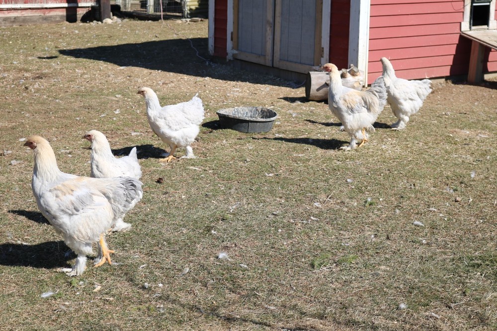 6+ Isabel Large Breed Brahma Hatching Eggs