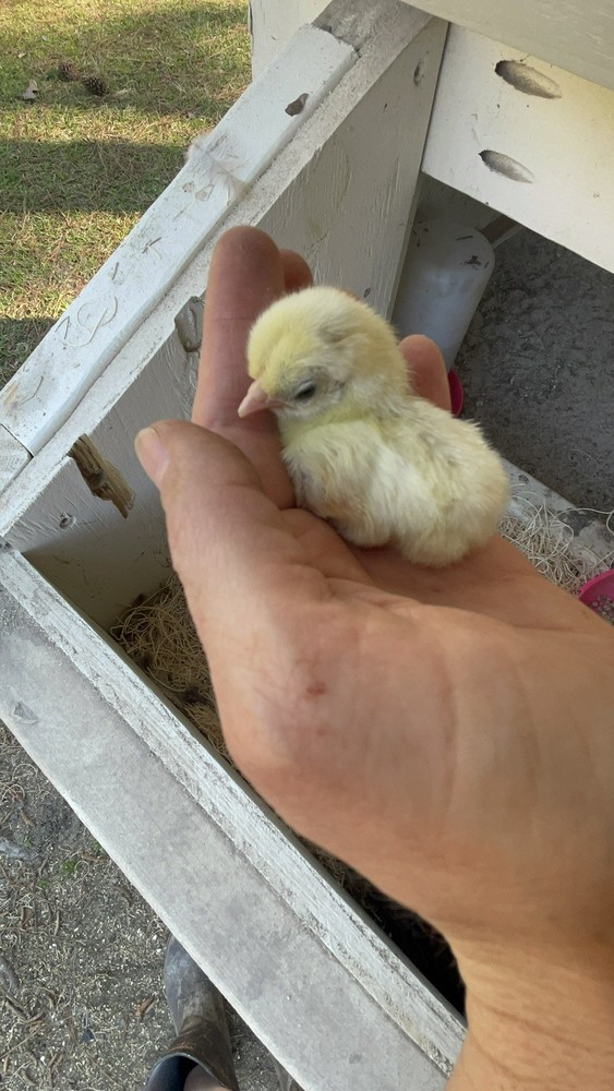 9 Serama Hatching eggs - Mixed Bloodlines