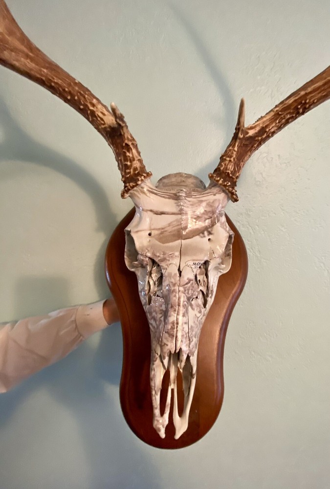European Mule Deer 3 Point Wall Mount