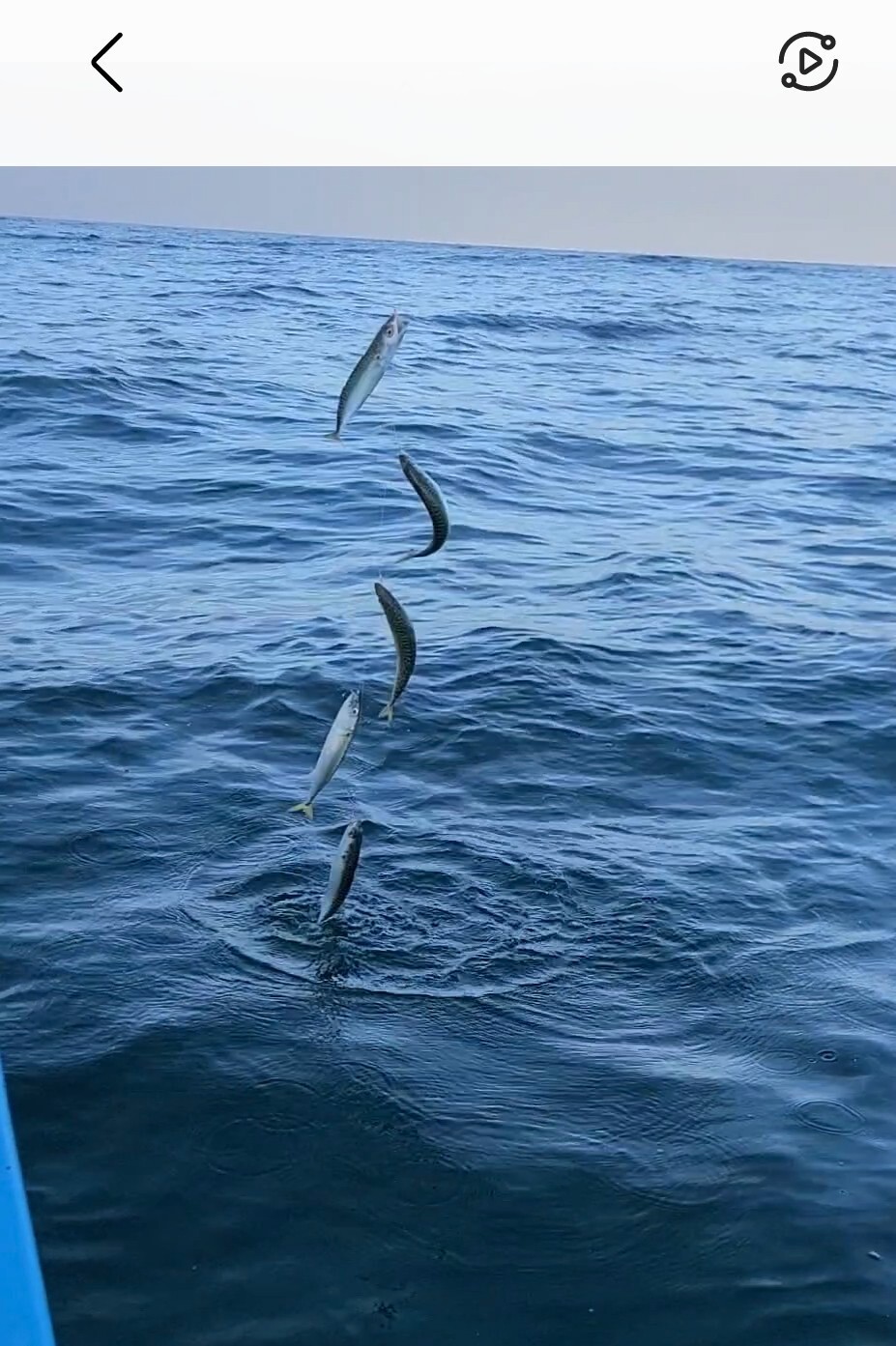 #1 Squid SABIKI SURF JETTY PIER BAIT FISHING Herring Mackerel Sardine 10 RIGS