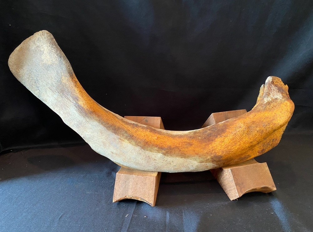 Large, Heavy Fossilized Whale Bone