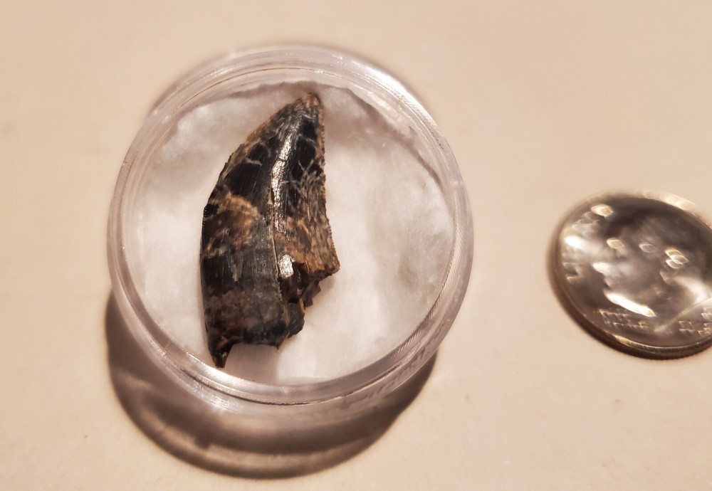 Tyrannosaur Tooth