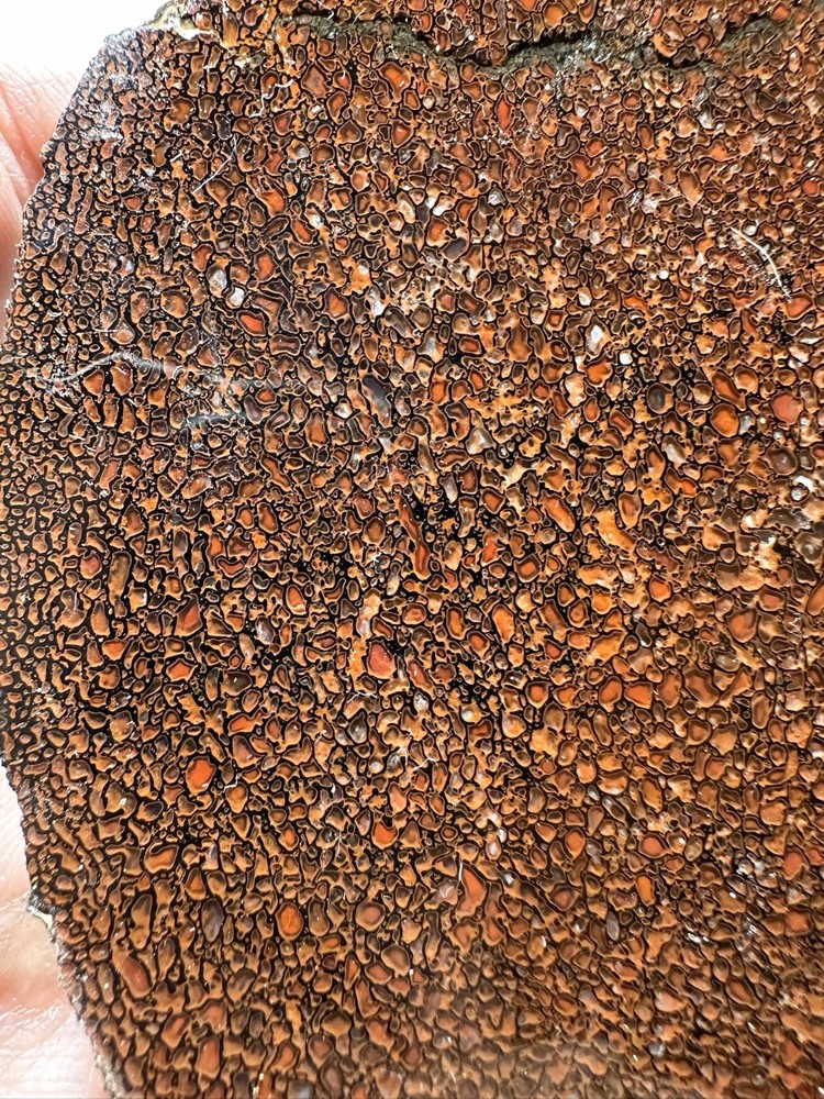 Dinosaur bone rough **hxtled slab.